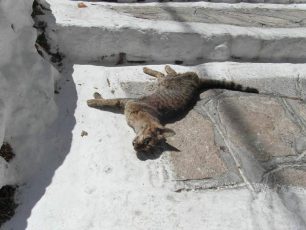 Σάμος: Ζώα νεκρά από φόλες στον Όρμο Μαραθόκαμπου