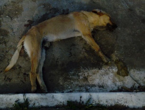 Σκύλος δηλητηριασμένος από φόλα πέθανε στην αυλή του αστυνομικού τμήματος στις Σάπες Ροδόπης