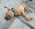 Σκύλος βρέθηκε νεκρός στα Σεπόλια της Αθήνας - Γνωρίζετε σε ποιον ανήκε;