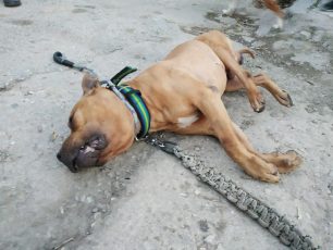 Σκύλος βρέθηκε νεκρός στα Σεπόλια της Αθήνας - Γνωρίζετε σε ποιον ανήκε;