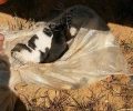 Βρήκαν 4 κουτάβια ζωντανά κλεισμένα σε τσουβάλι κοντά στο Γεράκι Λακωνίας