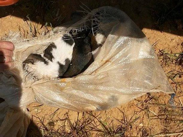 Βρήκαν 4 κουτάβια ζωντανά κλεισμένα σε τσουβάλι κοντά στο Γεράκι Λακωνίας