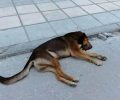 Αδέσποτα σκυλιά νεκρά από φόλες στη Σταυρούπολη Θεσσαλονίκης