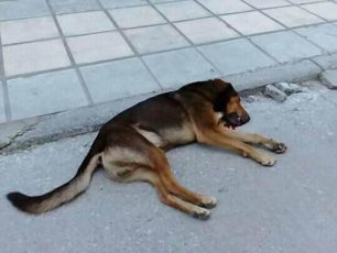 Αδέσποτα σκυλιά νεκρά από φόλες στη Σταυρούπολη Θεσσαλονίκης