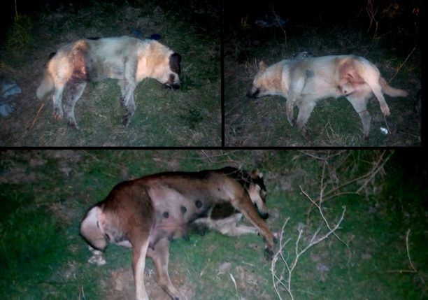 Με φόλες - δηλητηριασμένα εντόσθια σκότωσε σκυλιά στους Ταξιάρχες Τρικάλων