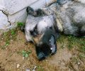 Αδέσποτος σκύλος νεκρός από φόλα βρέθηκε μέσα σε παιδική χαρά στη Θέρμη Θεσσαλονίκης