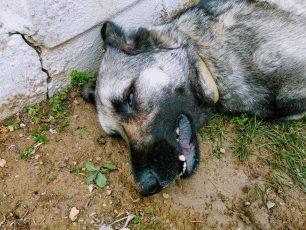 Αδέσποτος σκύλος νεκρός από φόλα βρέθηκε μέσα σε παιδική χαρά στη Θέρμη Θεσσαλονίκης