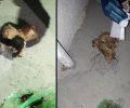 Με τη βοήθεια της Πυροσβεστικής έσωσαν 3 νεογέννητα γατάκια που βρήκαν μέσα σε κάδο σκουπιδιών στη Θήβα Βοιωτίας