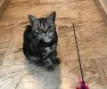 Βρέθηκε - Χάθηκε αρσενική στειρωμένη γάτα στην Αγία Παρασκευή Αττικής