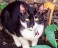 Χάθηκε αρσενική ασπρόμαυρη στειρωμένη γάτα στο Ηράκλειο Αττικής