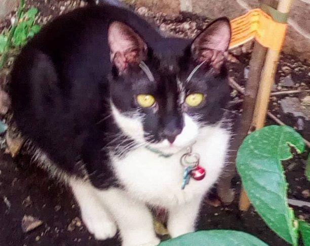 Χάθηκε αρσενική ασπρόμαυρη στειρωμένη γάτα στο Ηράκλειο Αττικής