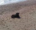 Λέσβος: Σκύλος που δεν είναι τραυματισμένος παραμένει επί μέρες στο ίδιο σημείο στην παραλία των Βατερών