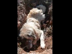 Βρήκαν τον σκύλο σε κατάσταση σοκ πεταμένο μέσα σε λάκκο στη Βένιζα Αττικής (βίντεο)