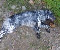 Σκύλος νεκρός από φόλα στις Τρύπες Χίου