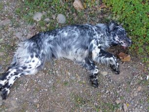 Σκύλος νεκρός από φόλα στις Τρύπες Χίου