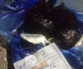 Καταδικάστηκε με αναστολή γυναίκα που πέταξε στα σκουπίδια ζωντανά 3 νεογέννητα γατάκια στη Χίο