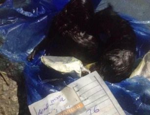 Καταδικάστηκε με αναστολή γυναίκα που πέταξε στα σκουπίδια ζωντανά 3 νεογέννητα γατάκια στη Χίο