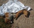 Δύο σκυλιά νεκρά από φόλες στη Ξυλαγανή Ροδόπης