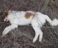 Γάτες και σκυλιά νεκρά από φόλες στις Υφαντές Ροδόπης