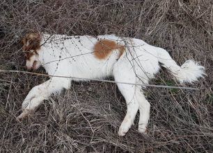 Γάτες και σκυλιά νεκρά από φόλες στις Υφαντές Ροδόπης