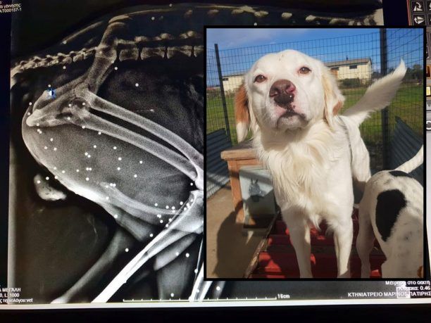 Ζάκυνθος: Πήγαν τον σκύλο για στείρωση και διαπίστωσαν ότι έχει πυροβοληθεί