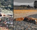 Μια αλεπού και ένας σκύλος δηλητηριάστηκαν από φόλες στο Κεφαλάρι στη Ζήρεια Κορινθίας (βίντεο)