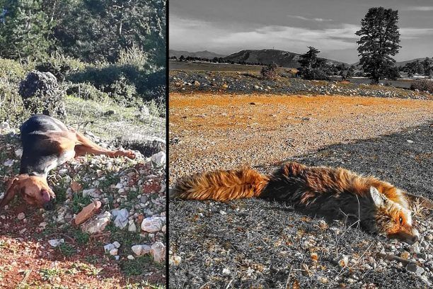Μια αλεπού και ένας σκύλος δηλητηριάστηκαν από φόλες στο Κεφαλάρι στη Ζήρεια Κορινθίας (βίντεο)