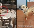 Έκκληση για την υιοθεσία του σκύλου που κακοποιούσε ο ιδιοκτήτης του στην Αγία Βαρβάρα Αττικής (βίντεο)