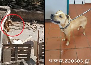 Έκκληση για την υιοθεσία του σκύλου που κακοποιούσε ο ιδιοκτήτης του στην Αγία Βαρβάρα Αττικής (βίντεο)