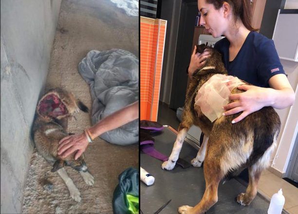 Θα χρειαστεί χρόνο να αναρρώσει το σκυλί που βρέθηκε σοβαρότατα τραυματισμένο από πυροβολισμό στον Άγιο Φλώρο Μεσσηνίας