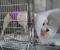 Άγιος Γεώργιος Ημαθίας: Με αεροβόλο πυροβόλησε σκύλο στον πνεύμονα (βίντεο)