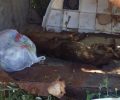 Βρήκε σκυλάκι τραυματισμένο, τυλιγμένο με σύρμα και πεταμένο στα σκουπίδια στον Αγρίλη Μεσσηνίας (βίντεο)