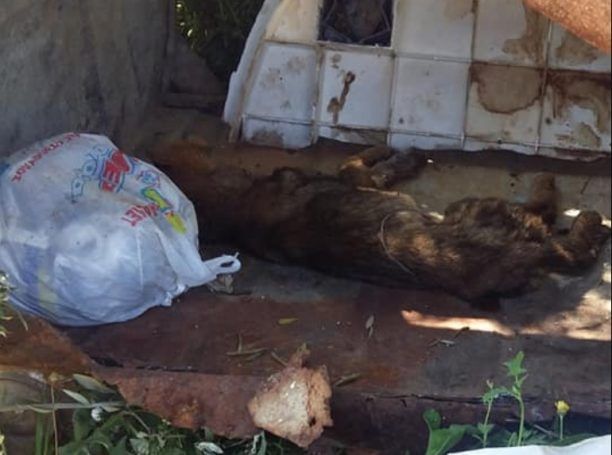 Βρήκε σκυλάκι τραυματισμένο, τυλιγμένο με σύρμα και πεταμένο στα σκουπίδια στον Αγρίλη Μεσσηνίας (βίντεο)