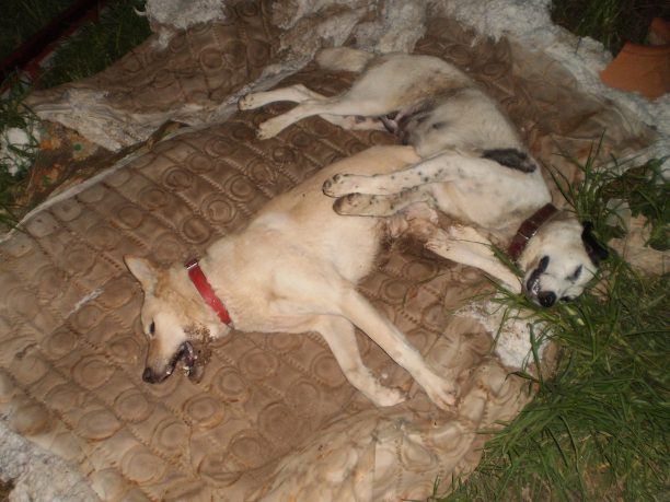Σκυλιά νεκρά από φόλες στο Αίγιο Αχαΐας