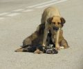 Μάνα θηλάζει τα κουτάβια της μπροστά στο νεκρό σκυλάκι της στην Αλκυώνα Ροδόπης