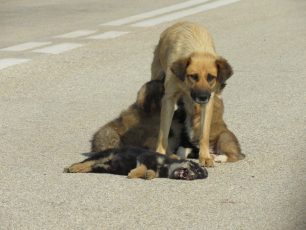 Μάνα θηλάζει τα κουτάβια της μπροστά στο νεκρό σκυλάκι της στην Αλκυώνα Ροδόπης