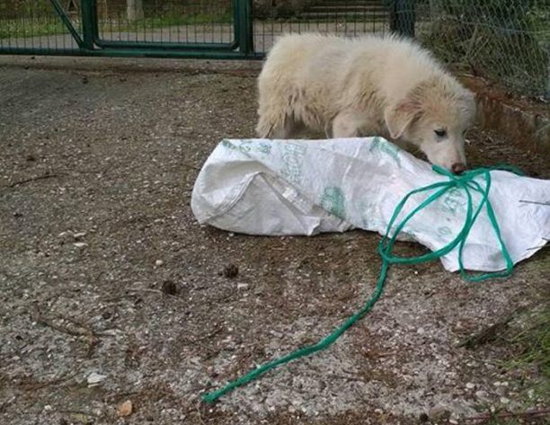 Έκλεισε τρία σκυλάκια σε τσουβάλι και τα πέταξε στην Αμαλιάδα Ηλείας