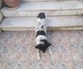 Δίνει 2.000 ευρώ σε όποιον αποκαλύψει ποιος δηλητηρίασε τον σκύλο του στην Άνω Οβρυά Αχαΐας