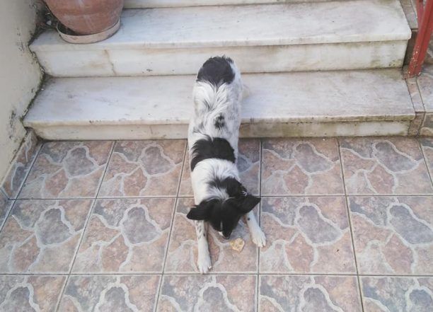 Δίνει 2.000 ευρώ σε όποιον αποκαλύψει ποιος δηλητηρίασε τον σκύλο του στην Άνω Οβρυά Αχαΐας