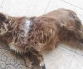 Σκύλος νεκρός από τραύμα με πριόνι στο Αργυροπούλι Λάρισας