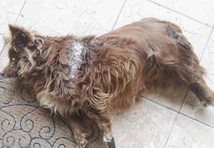 Σκύλος νεκρός από τραύμα με πριόνι στο Αργυροπούλι Λάρισας