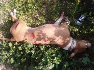 Εντοπίστηκε ο άνδρας που σκότωσε σκύλο μαχαιρώνοντας τον 17 φορές στην Αργυρούπολη Αττικής