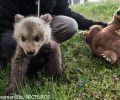Ο ΑΡΚΤΟΥΡΟΣ φροντίζει τα δύο αρκουδάκια που κάτοικος της Οινόης Κοζάνης κρατούσε στην αποθήκη του (βίντεο)