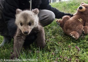 Ο ΑΡΚΤΟΥΡΟΣ φροντίζει τα δύο αρκουδάκια που κάτοικος της Οινόης Κοζάνης κρατούσε στην αποθήκη του (βίντεο)