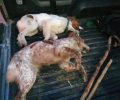 Δύο σκυλιά νεκρά από φόλα στα Αρμανώγεια Ηρακλείου Κρήτης