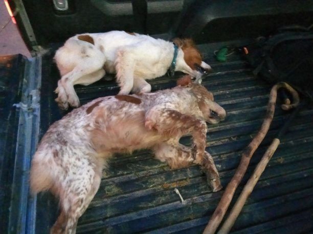 Δύο σκυλιά νεκρά από φόλα στα Αρμανώγεια Ηρακλείου Κρήτης