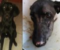 Βρήκαν στον Ασπρόπυργο Αττικής ζωντανό αν και πυροβολημένο τον σκύλο που είχαν χάσει πριν 8 μήνες (βίντεο)