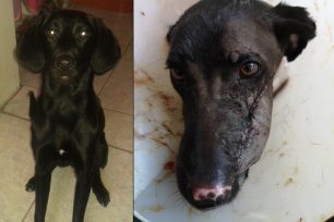 Βρήκαν στον Ασπρόπυργο Αττικής ζωντανό αν και πυροβολημένο τον σκύλο που είχαν χάσει πριν 8 μήνες (βίντεο)