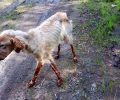 Λέσβος: Έκκληση για να καλυφθούν τα έξοδα του κυνηγόσκυλου που βρέθηκε σκελετωμένο και άρρωστο στην Αχλαδερή
