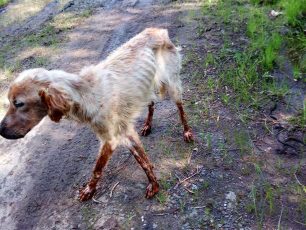 Λέσβος: Έκκληση για να καλυφθούν τα έξοδα του κυνηγόσκυλου που βρέθηκε σκελετωμένο και άρρωστο στην Αχλαδερή